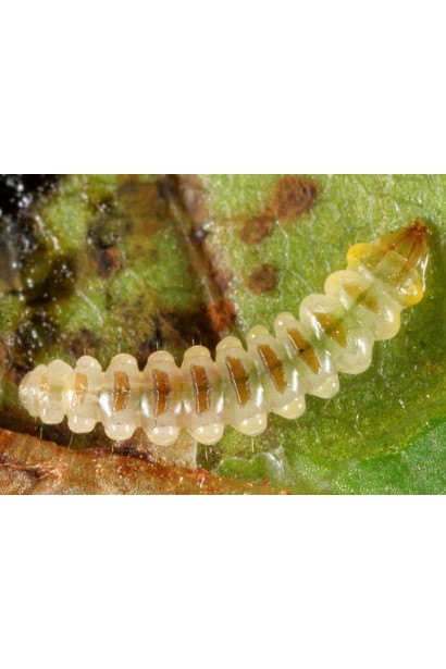 каштанова мін. моль личинка